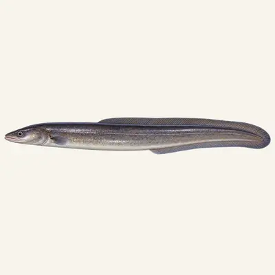 European conger