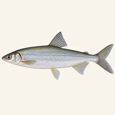 Vendace