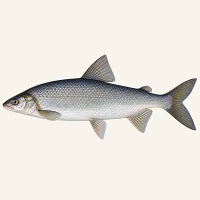 Lake whitefish