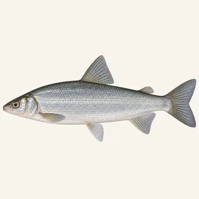 European whitefish