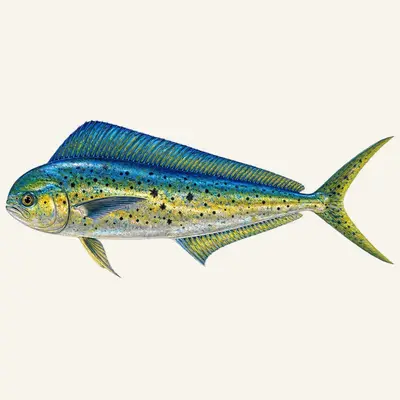 Pompano dolphinfish