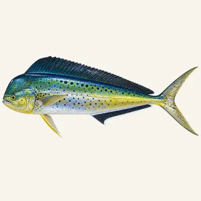 Common dolphinfish