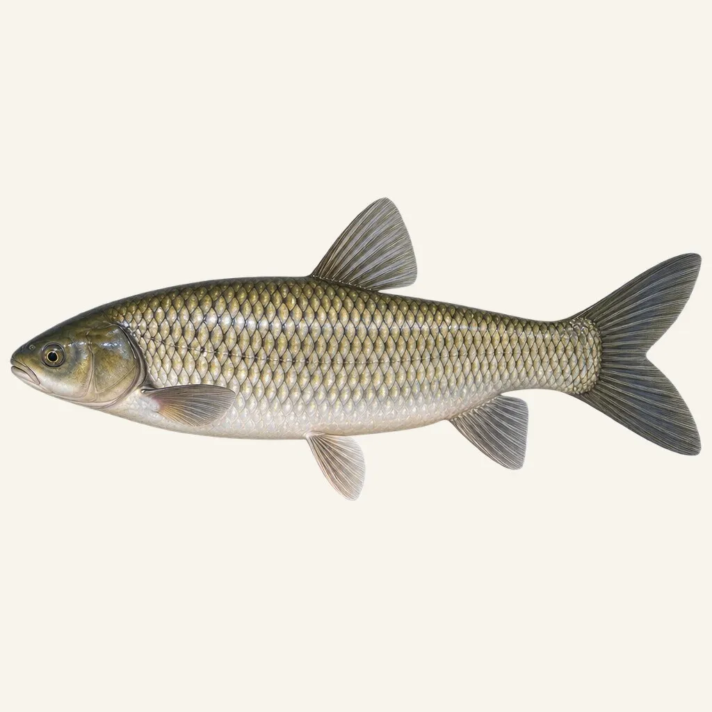 Grass carp