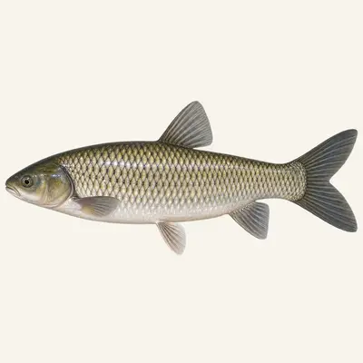 Grass carp