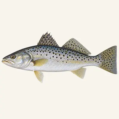 Spotted seatrout