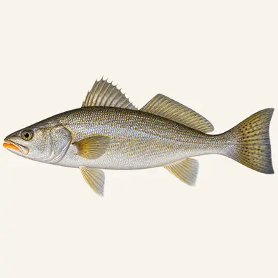 Orangemouth corvina