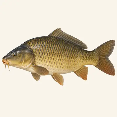 Common carp