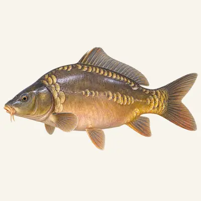 Mirror carp