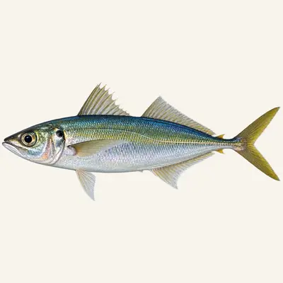 Mackerel scad