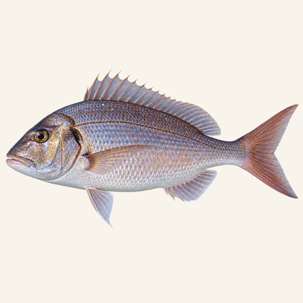 Common dentex