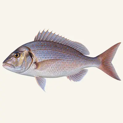 Common dentex