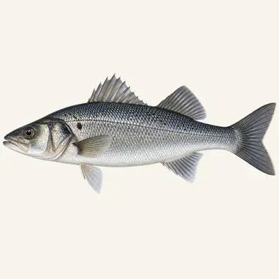 European seabass