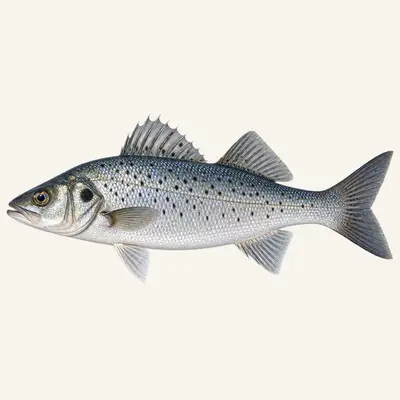 Spotted seabass