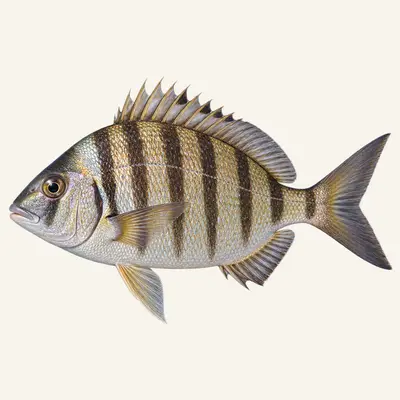 Zebra seabream