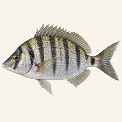Sharpsnout seabream