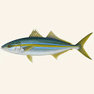 Rainbow runner