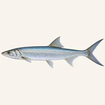 Ladyfish