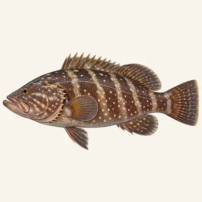 White grouper