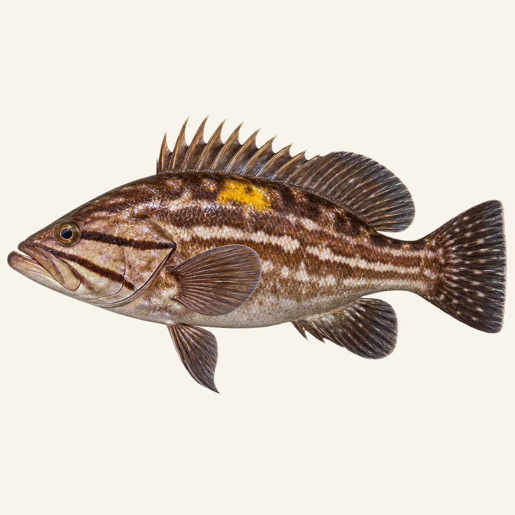 Goldblotch grouper