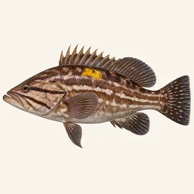 Goldblotch grouper