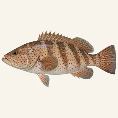Red hind