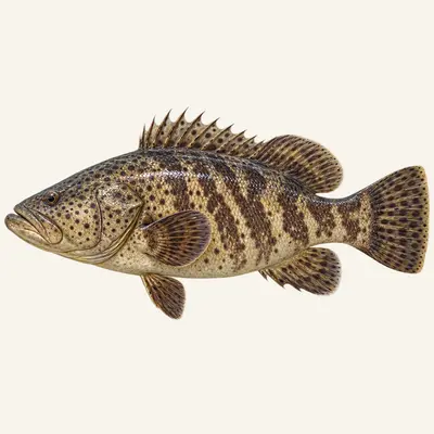 Atlantic goliath grouper