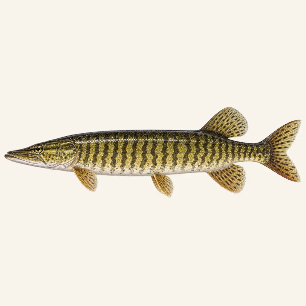 Redfin pickerel