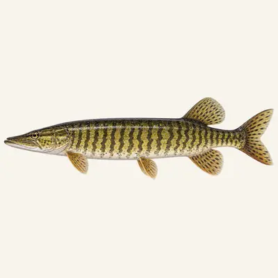 Redfin pickerel