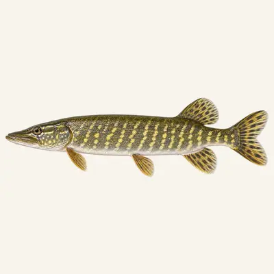 Aquitanian pike