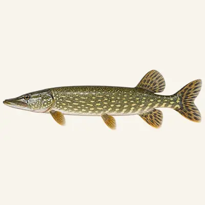 Southern pike