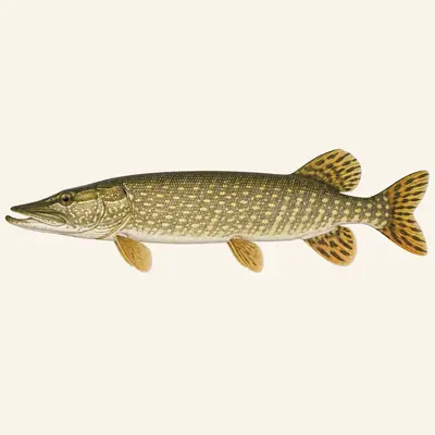 Northern pike