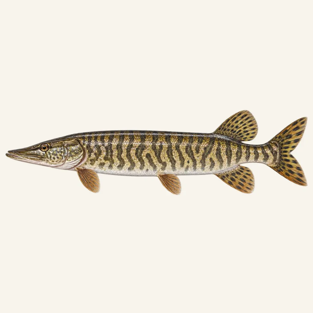 Tiger muskellunge