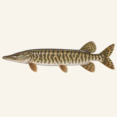 Tiger muskellunge