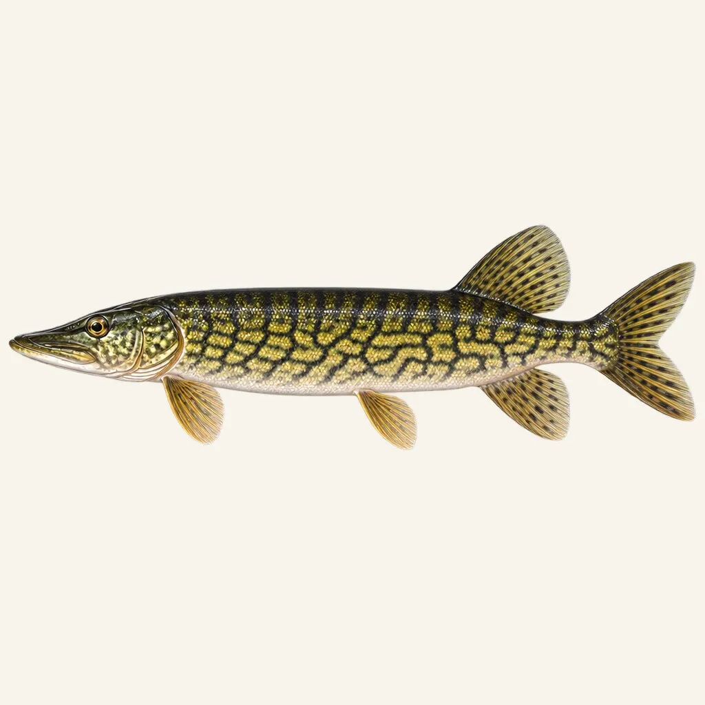 Chain pickerel