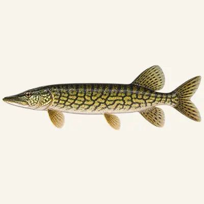 Chain pickerel