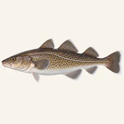 Pacific cod
