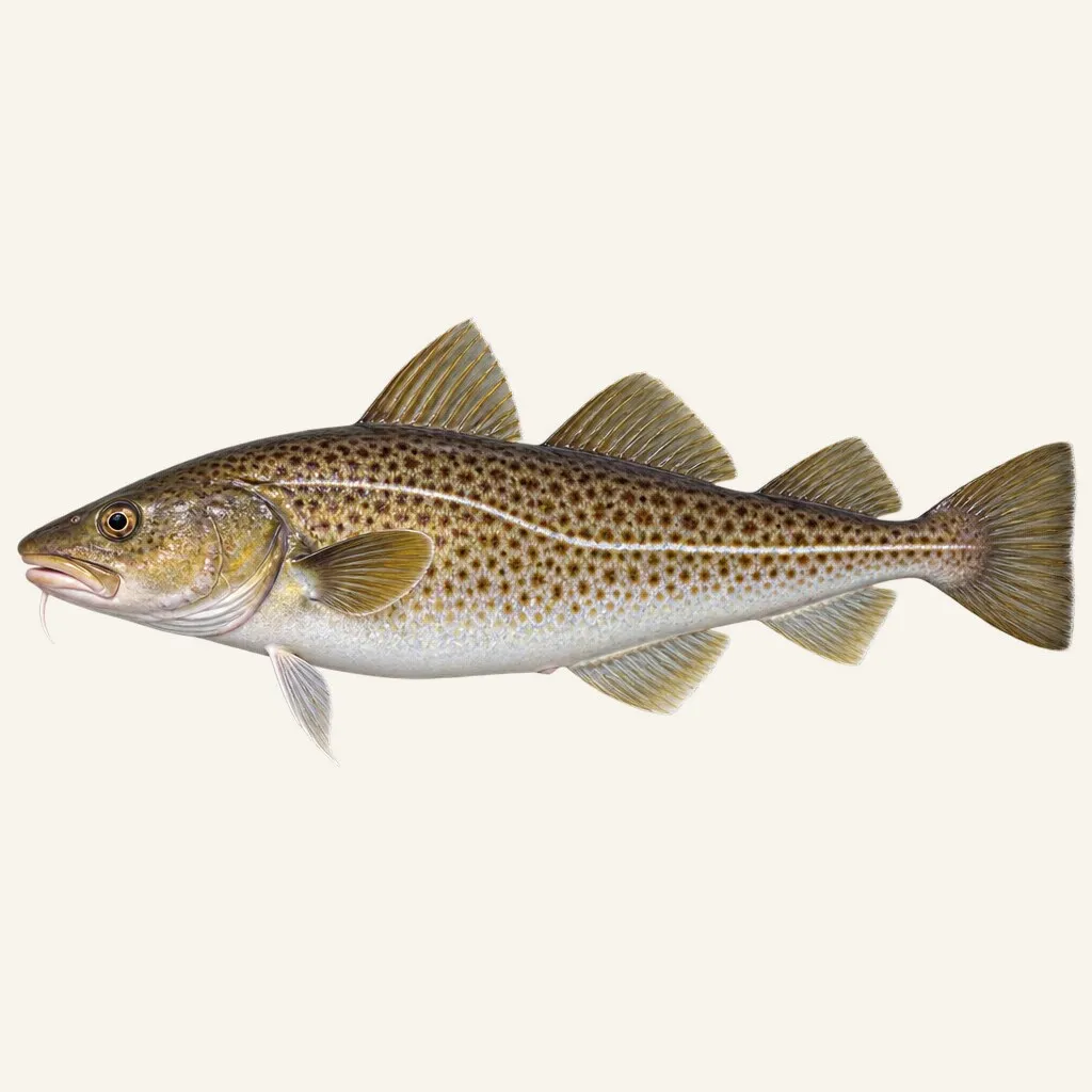 Atlantic cod