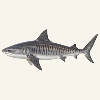 Tiger shark