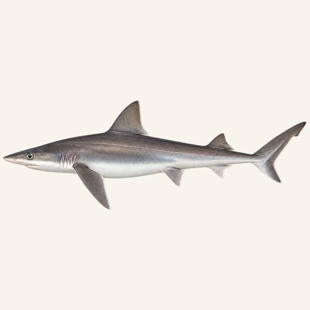 Tope shark