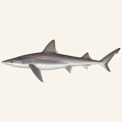 Tope shark