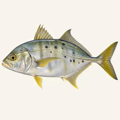 Golden trevally