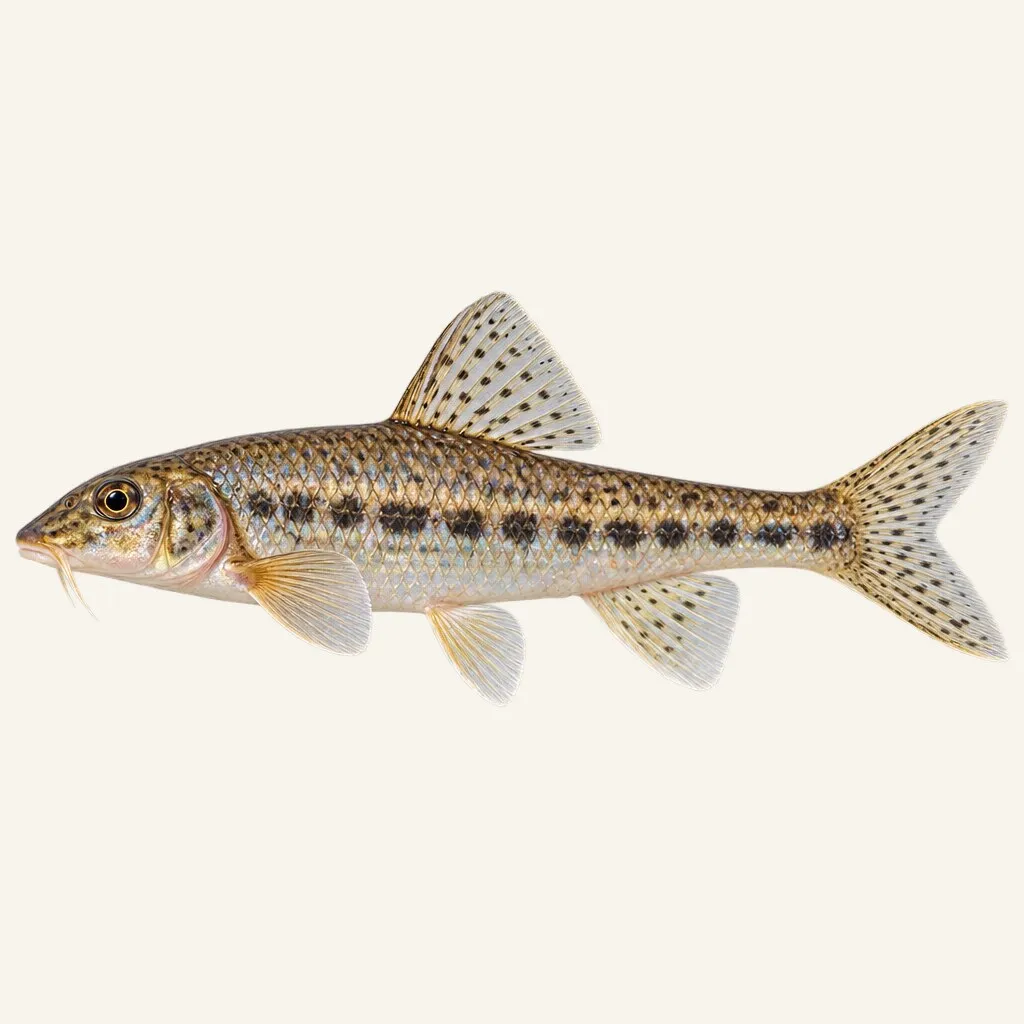 Gudgeon