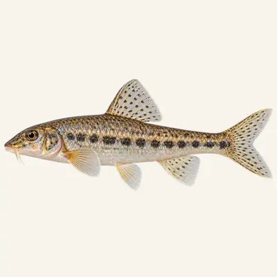 Gudgeon