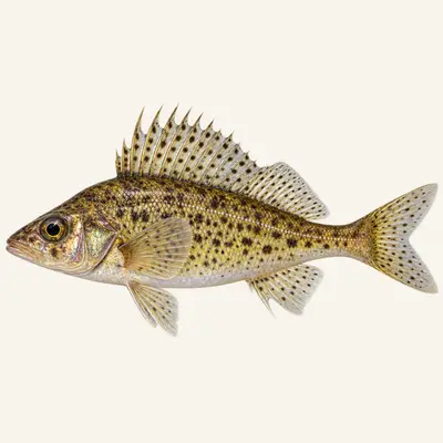 Ruffe