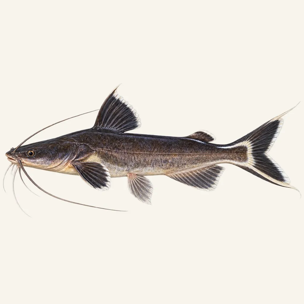 Black devil catfish