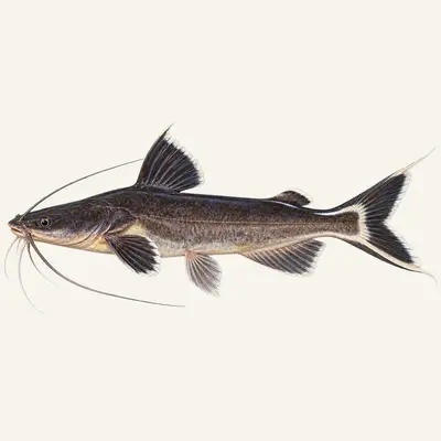 Black devil catfish