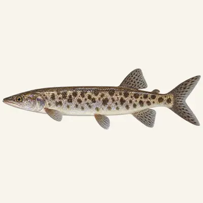 Southern African pike