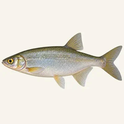 Goldeye