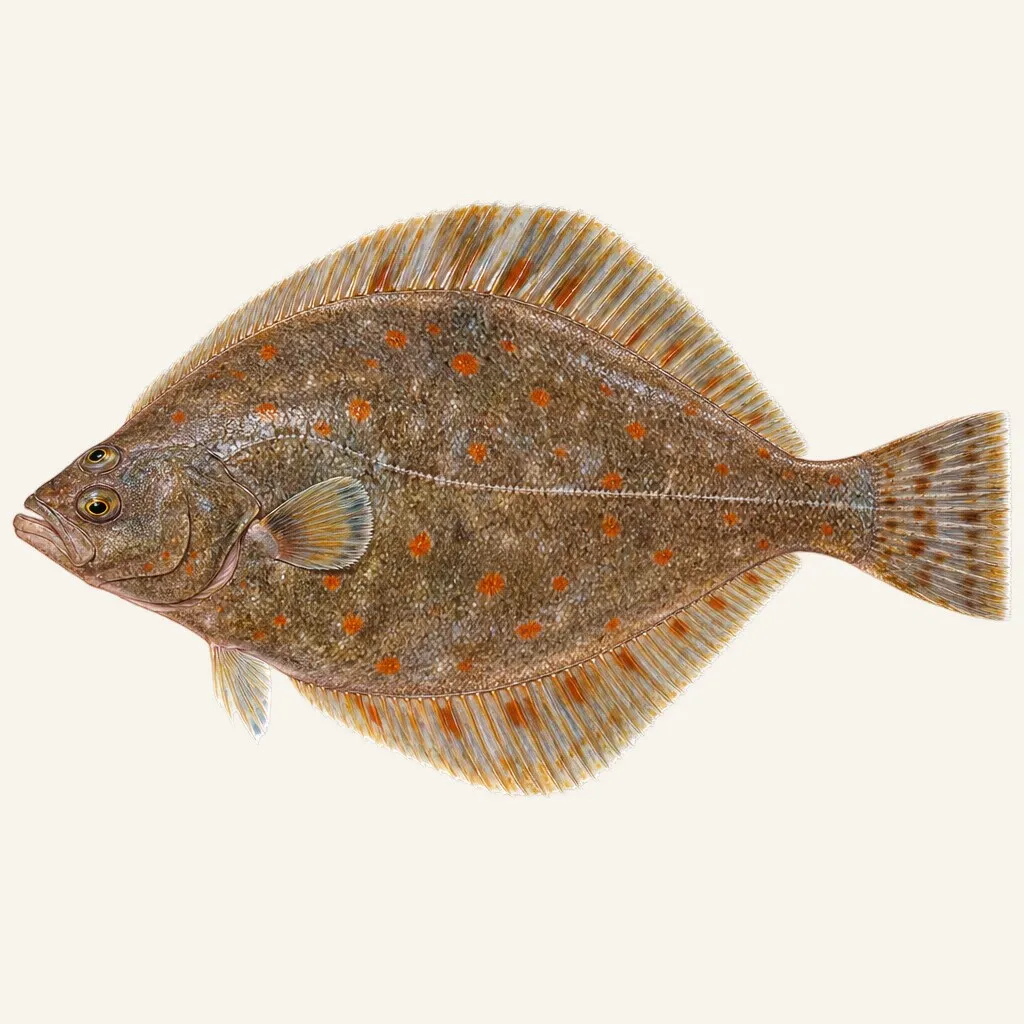 American plaice