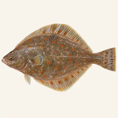 American plaice
